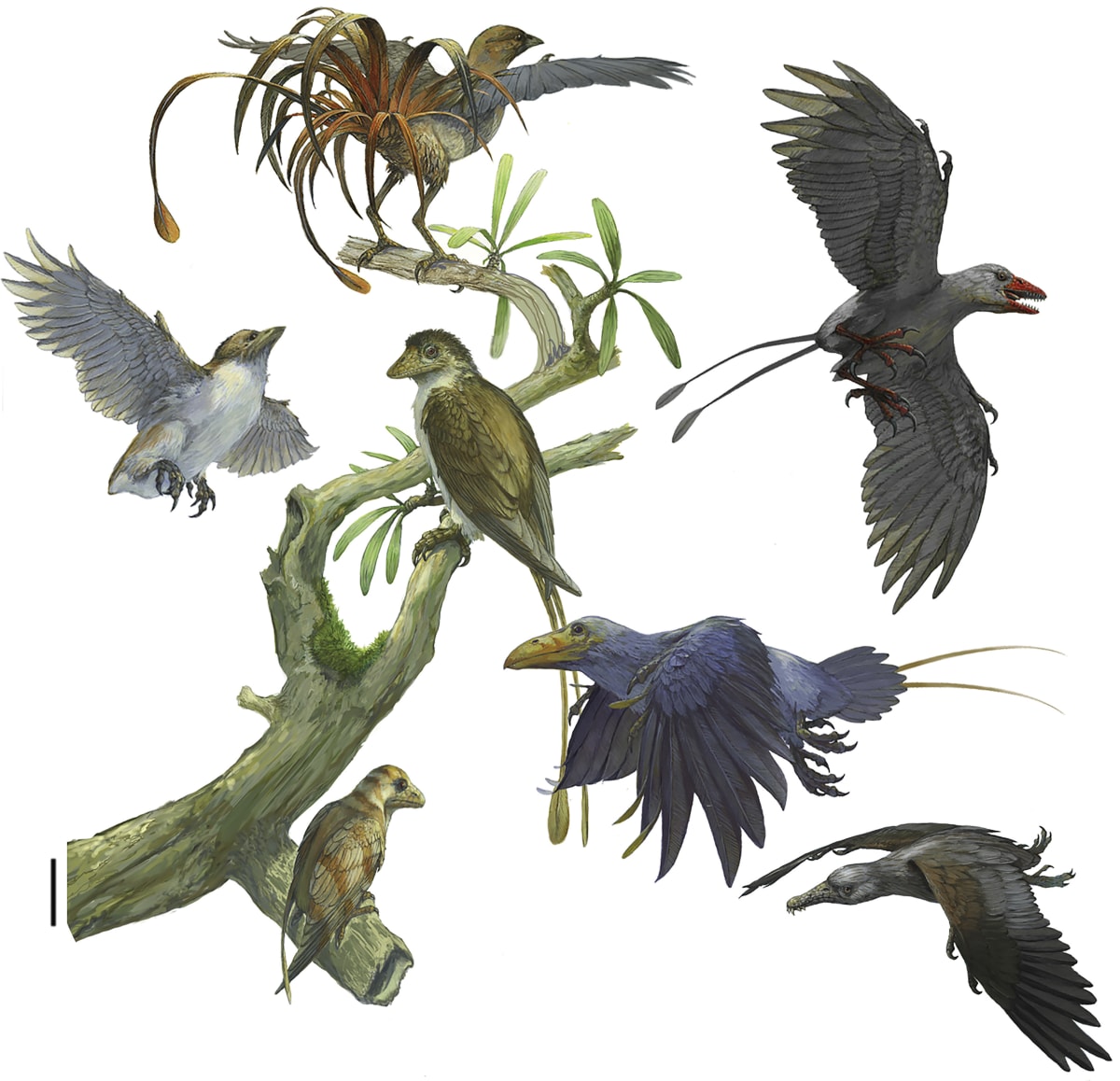 Enantiornithine diversity array by Michael Rothman, Image 1.