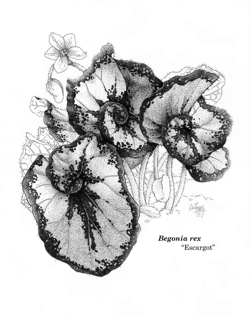 Begonia rex, "Escargot" by Quinn Sedig 