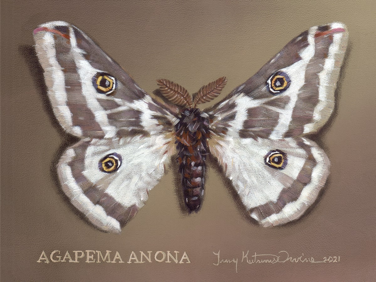 Agapema anona | North American Silk Moth by Tammy Irvine 