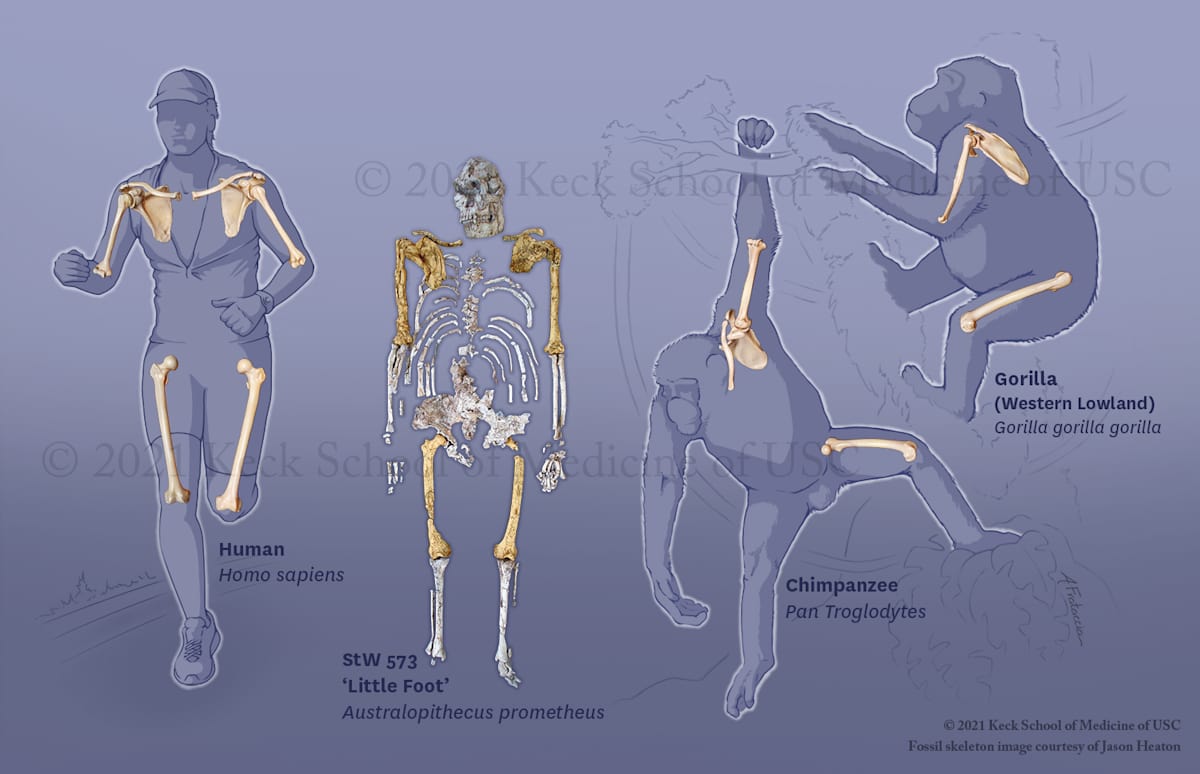 Evolution of the Shoulder Girdle by Amanda Frataccia 