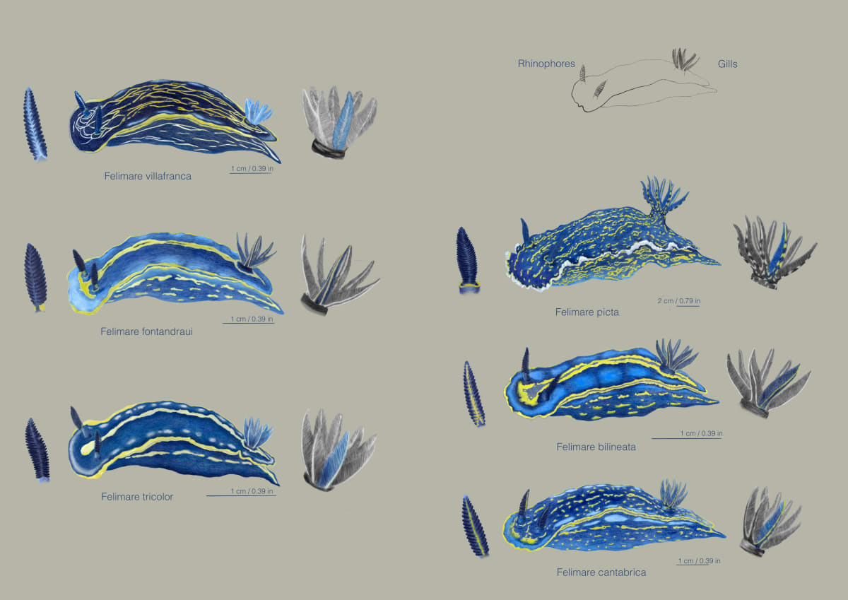 Nudibranchs - species of genus Felimare present in the Portuguese coast by Ana Knittel, Image 1.