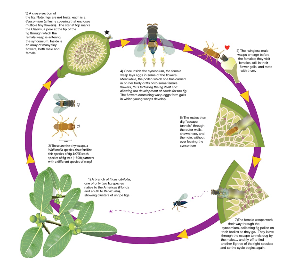 The Circle of Life: Fig/Wasp Symbiosis by Margaret Nelson 