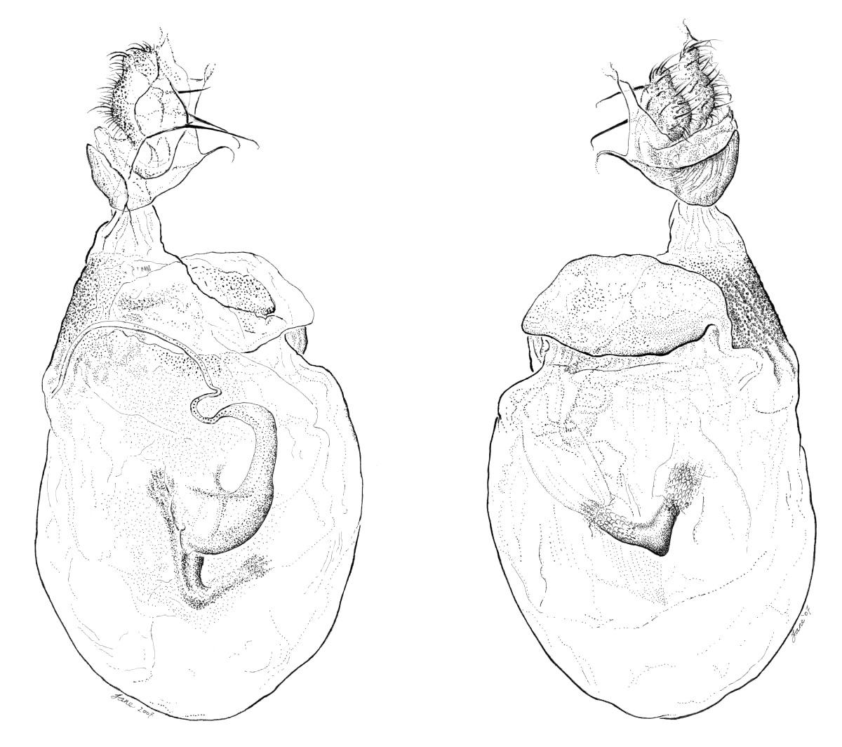 Cariba josia youngi female genitalia dorsal/ventral by Jane Hyland 