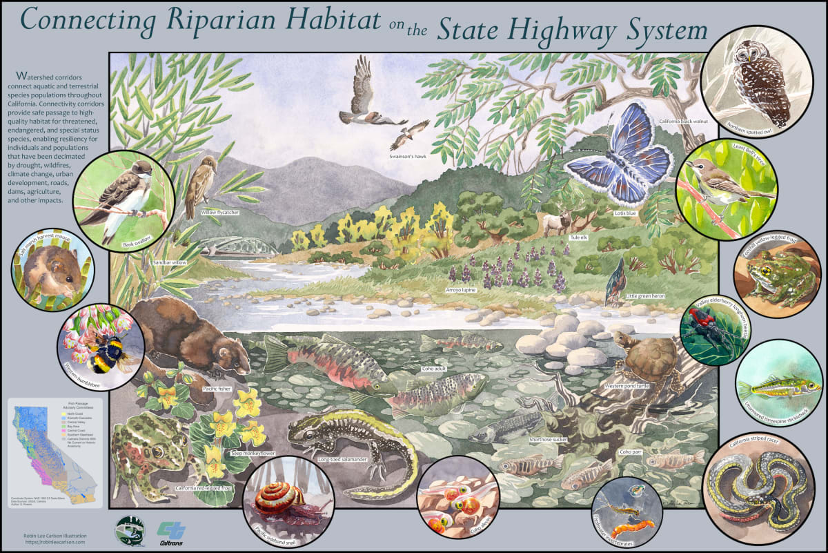 Connecting Riparian Habitat on the State Highway System by Robin Carlson 