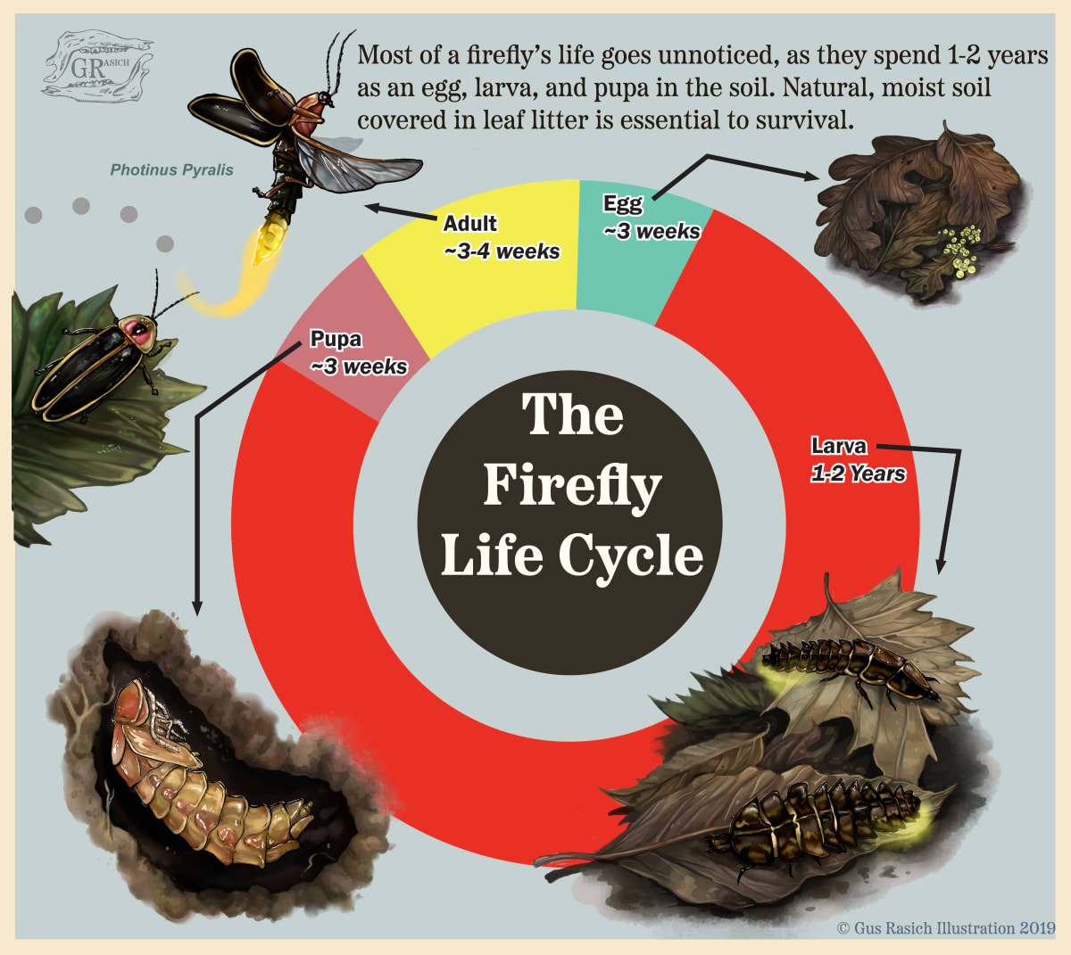 Photinus Pyralis Life Cycle by Gus Rasich 