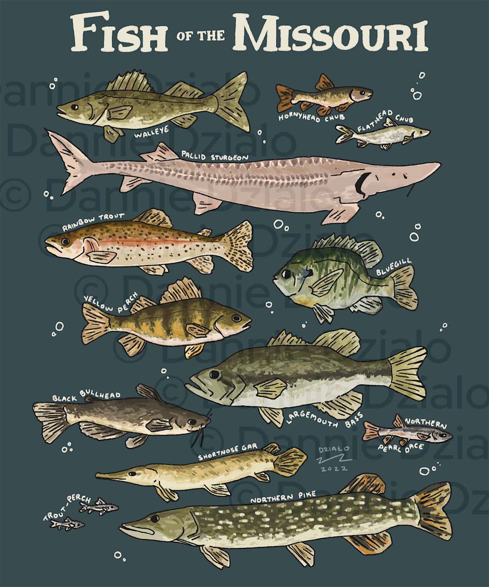 Fish of the Missouri by Dannie Dzialo, Image 1.
