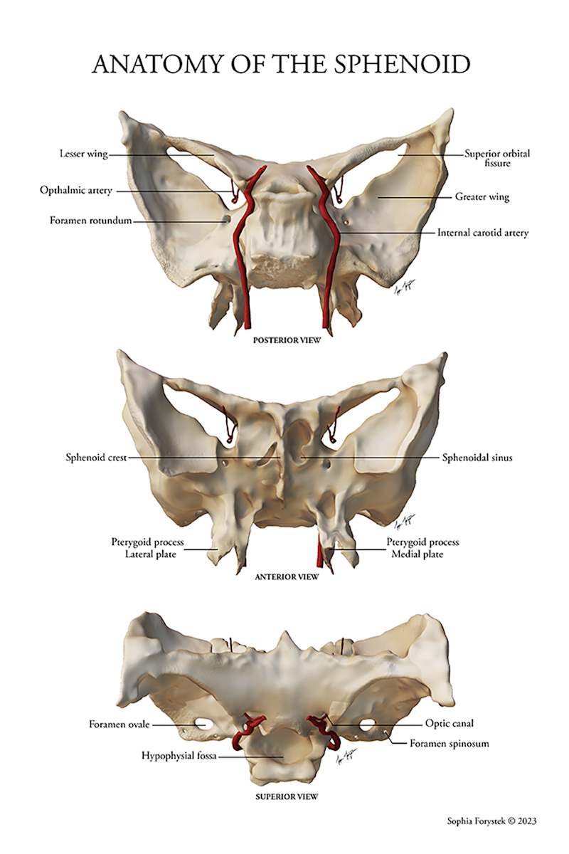 Anatomy of the Sphenoid by Sophia Forystek 
