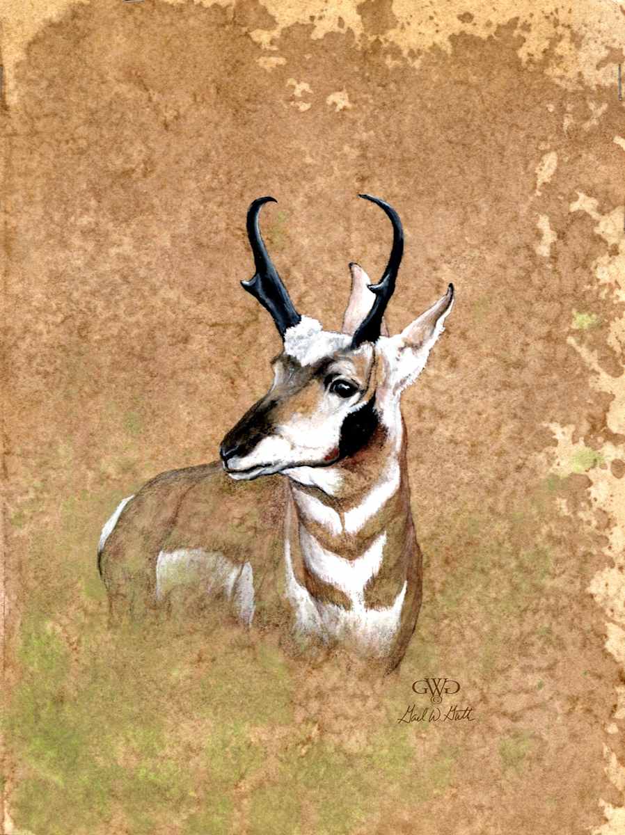 Pronghorn Antelope by Gail Guth 