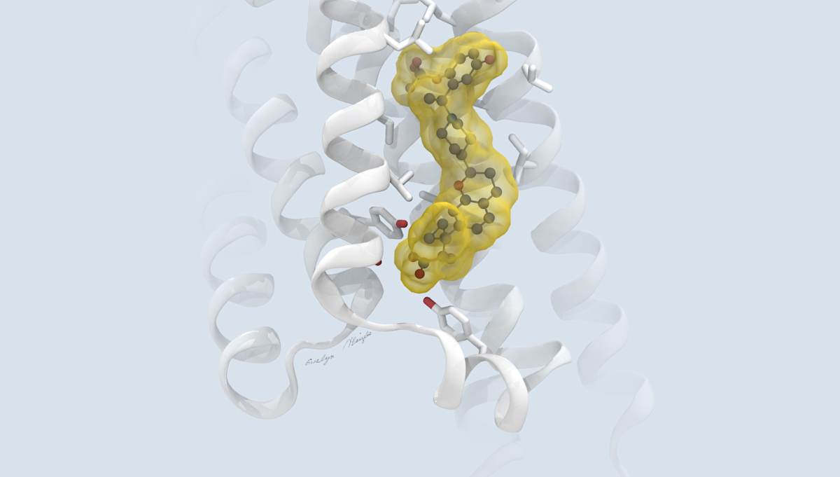 GPR40 Free Fatty Acid Receptor 1 with bound Allosteric Modulator by Evelyn Maizels 