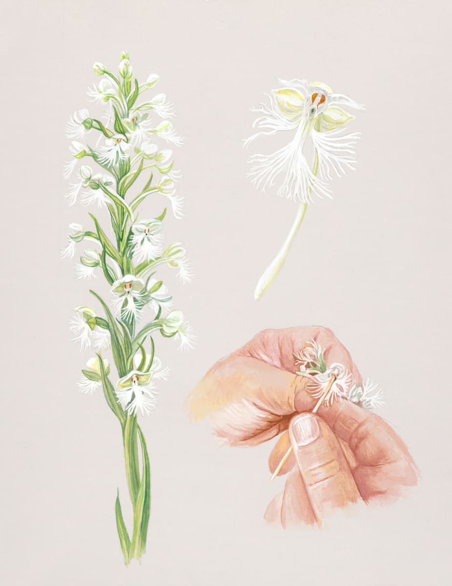 Eastern Prairie Fringed Orchid pollination study by Kathleen Garness 