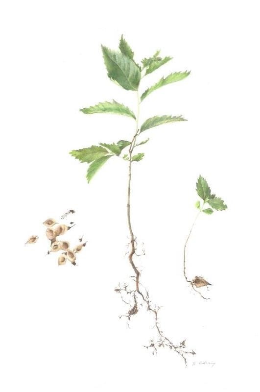 American Elm, Ulmus americana L. by Nancy Gehrig 