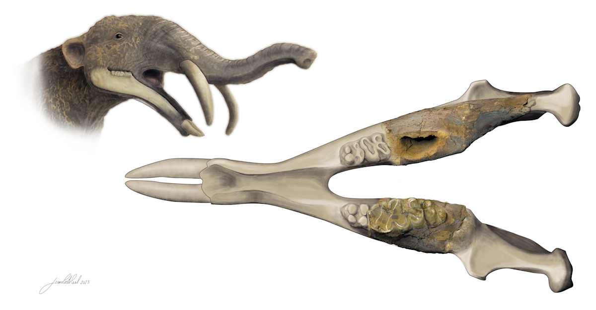 Gomphotherium's mandible by Joana Corte-Real, Image 1.