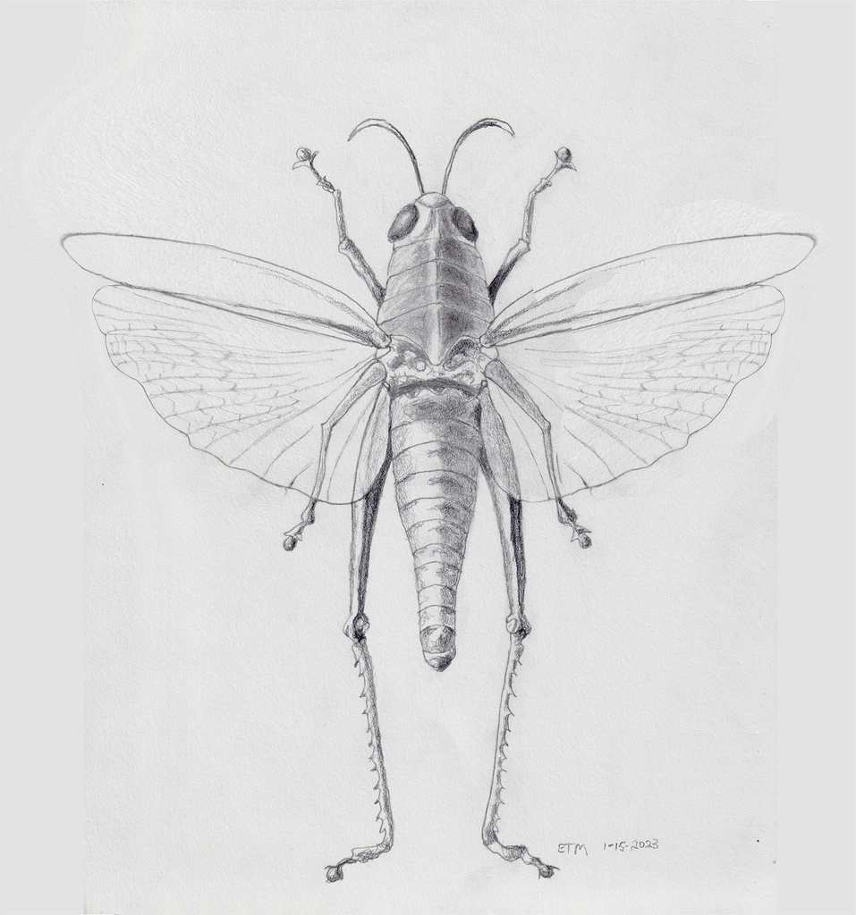 Grasshopper, Chondracris rosea by Evelyn Maizels 