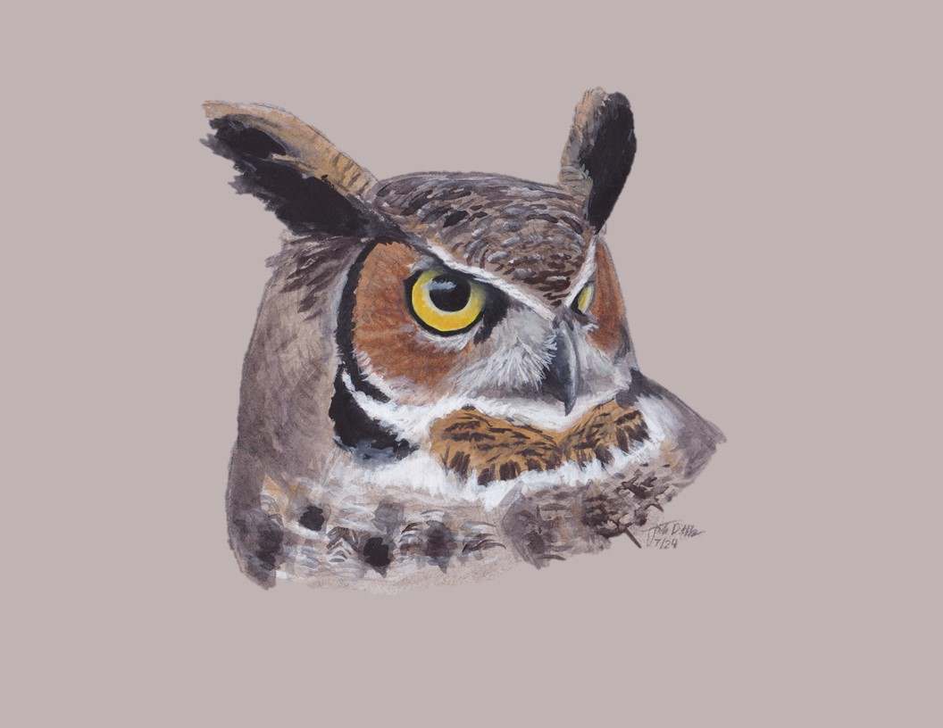 Great Horned Owl by Jack Hobe 