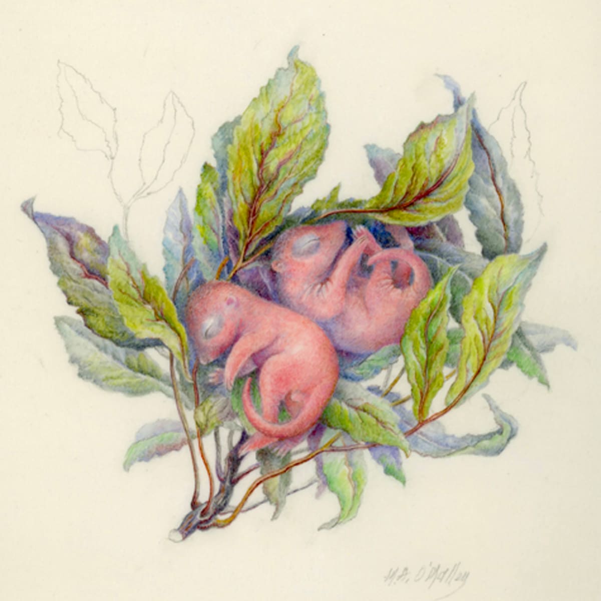 Grey Squirrels - Newborn by Mary Anne O'Malley 