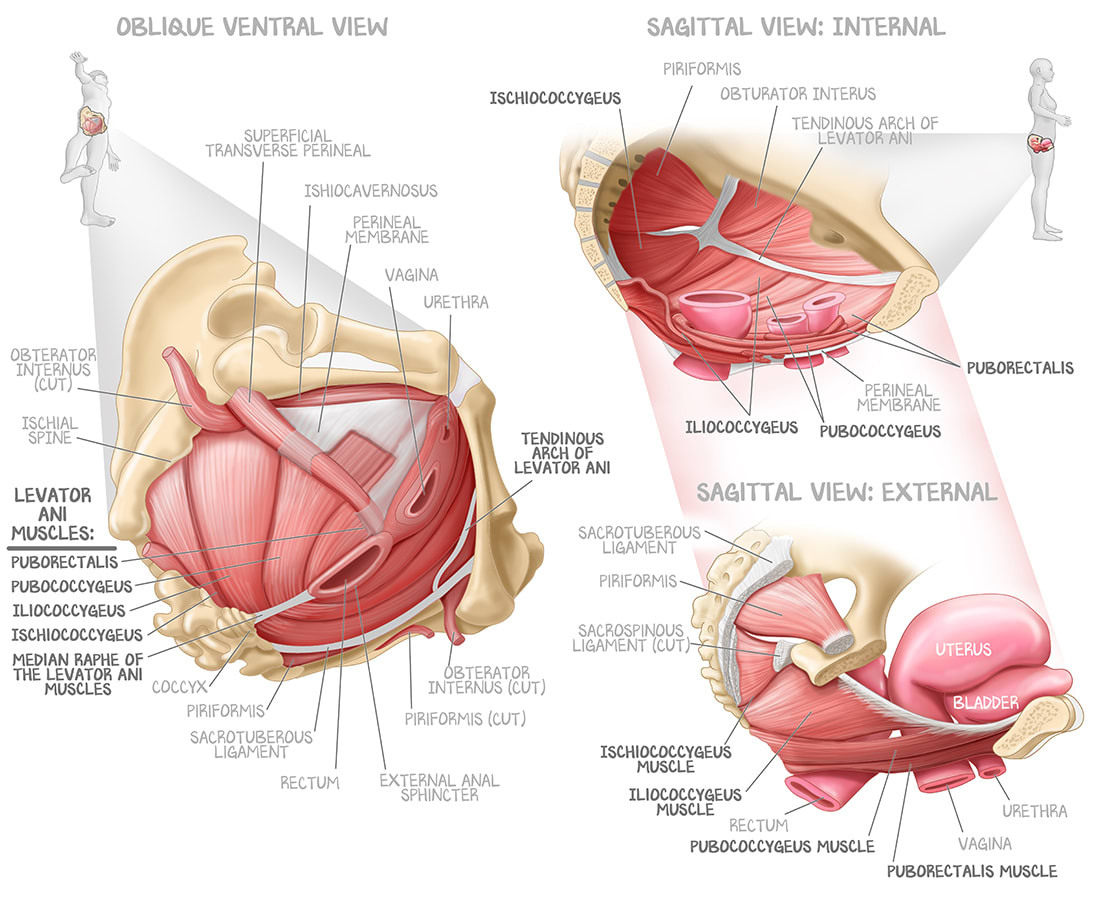Muscles of the pelvic bowl for OnlineMedEd by Mesa Schumacher 