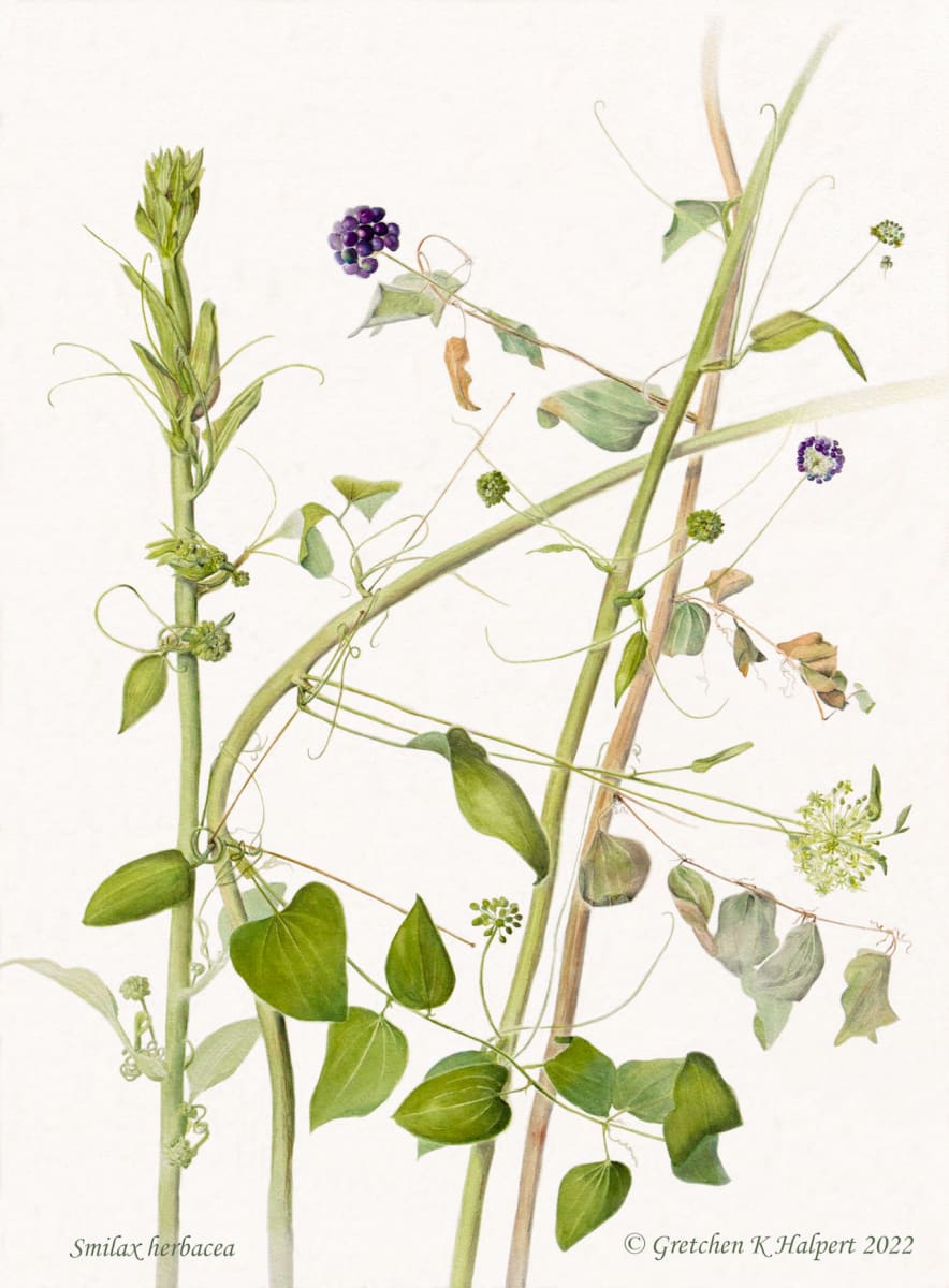Smilax herbacea by Gretchen Kai Halpert 