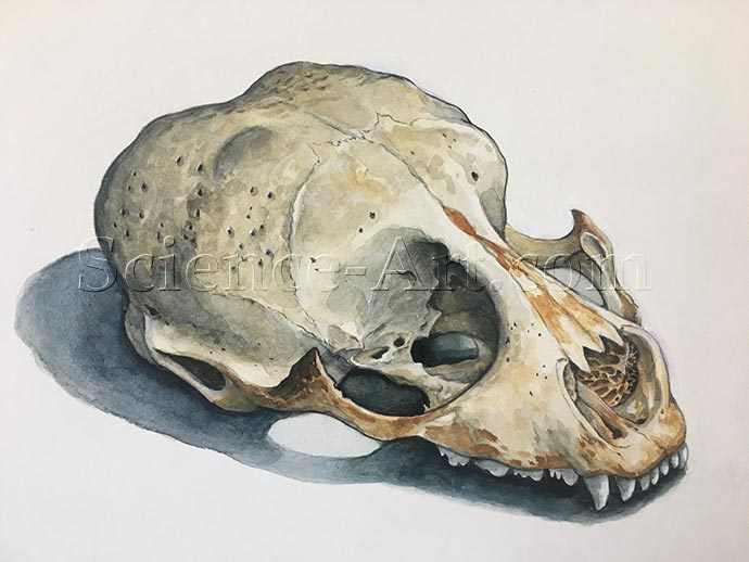 Harbor Seal Skull by Carol Schwartz 