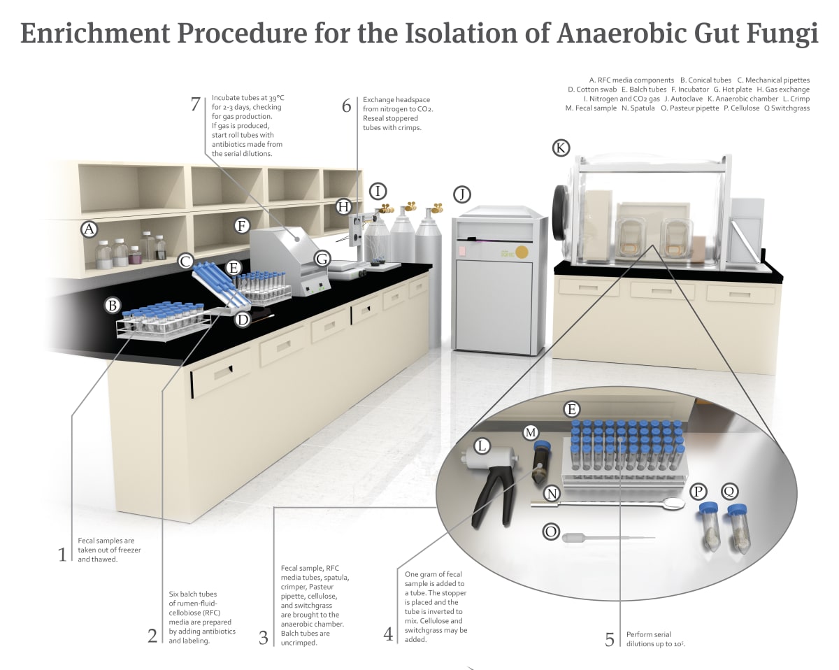 Enrichment Procedure for the Isolation of Anaerobic Gut Fungi by Emerson Harman 