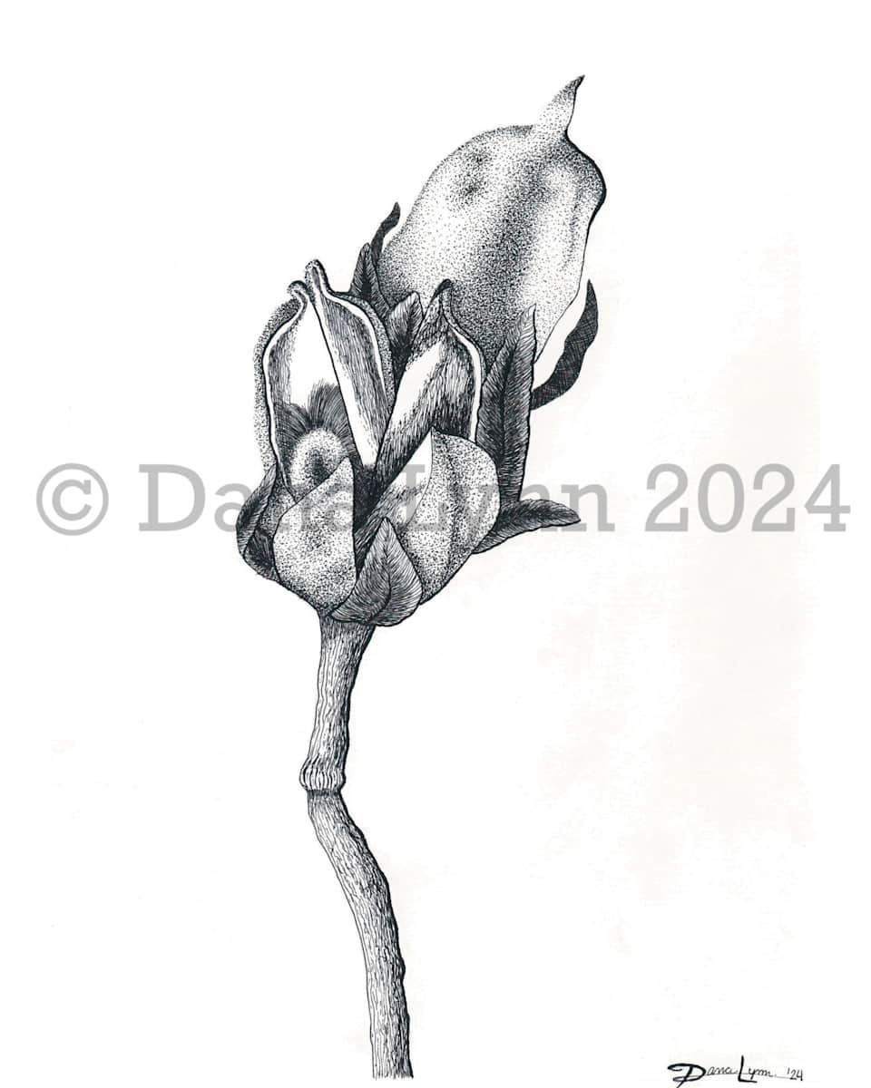 Rose of Sharon Seed Pods by Dana Watrous, Image 1.