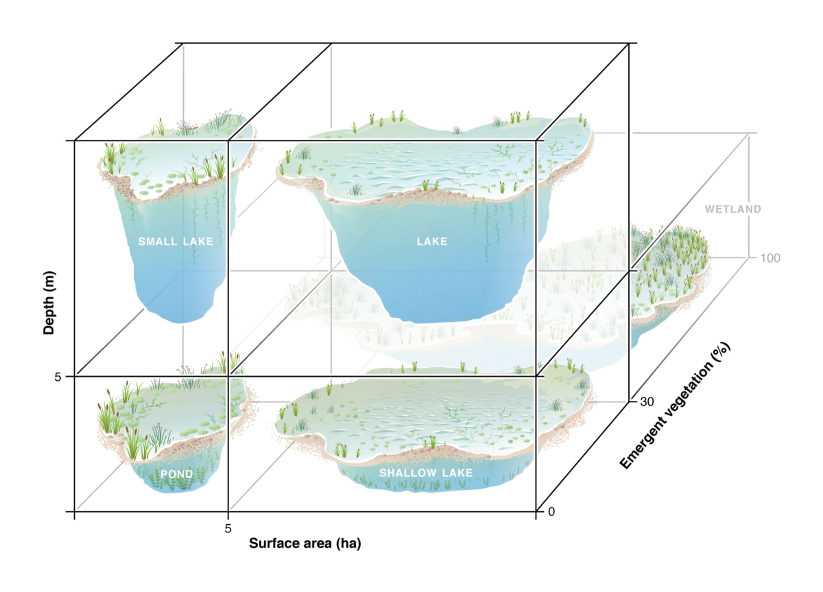 What is a pond? by Fiona Martin 