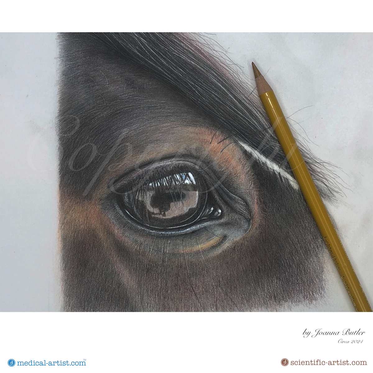 Horse eye study in colour pencil by Joanna Butler 