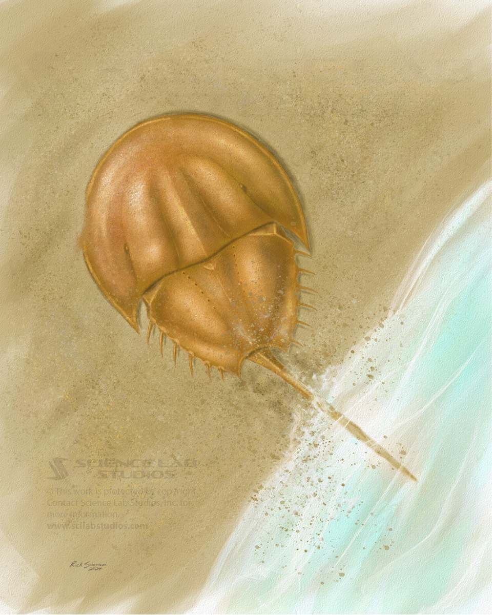 Horseshoe crab moving onto the shore by Rick Simonson 