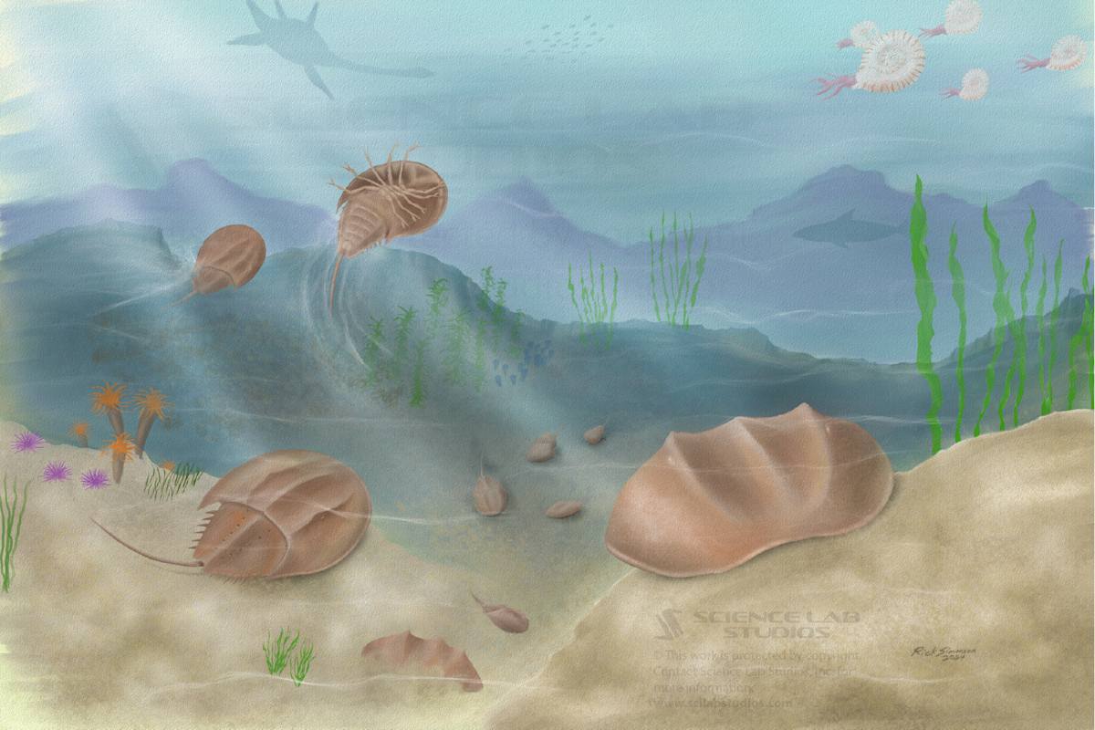 Horseshoe crabs in an ancient ocean by Rick Simonson 