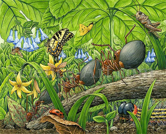How Strong is an Ant? by Carol Schwartz 
