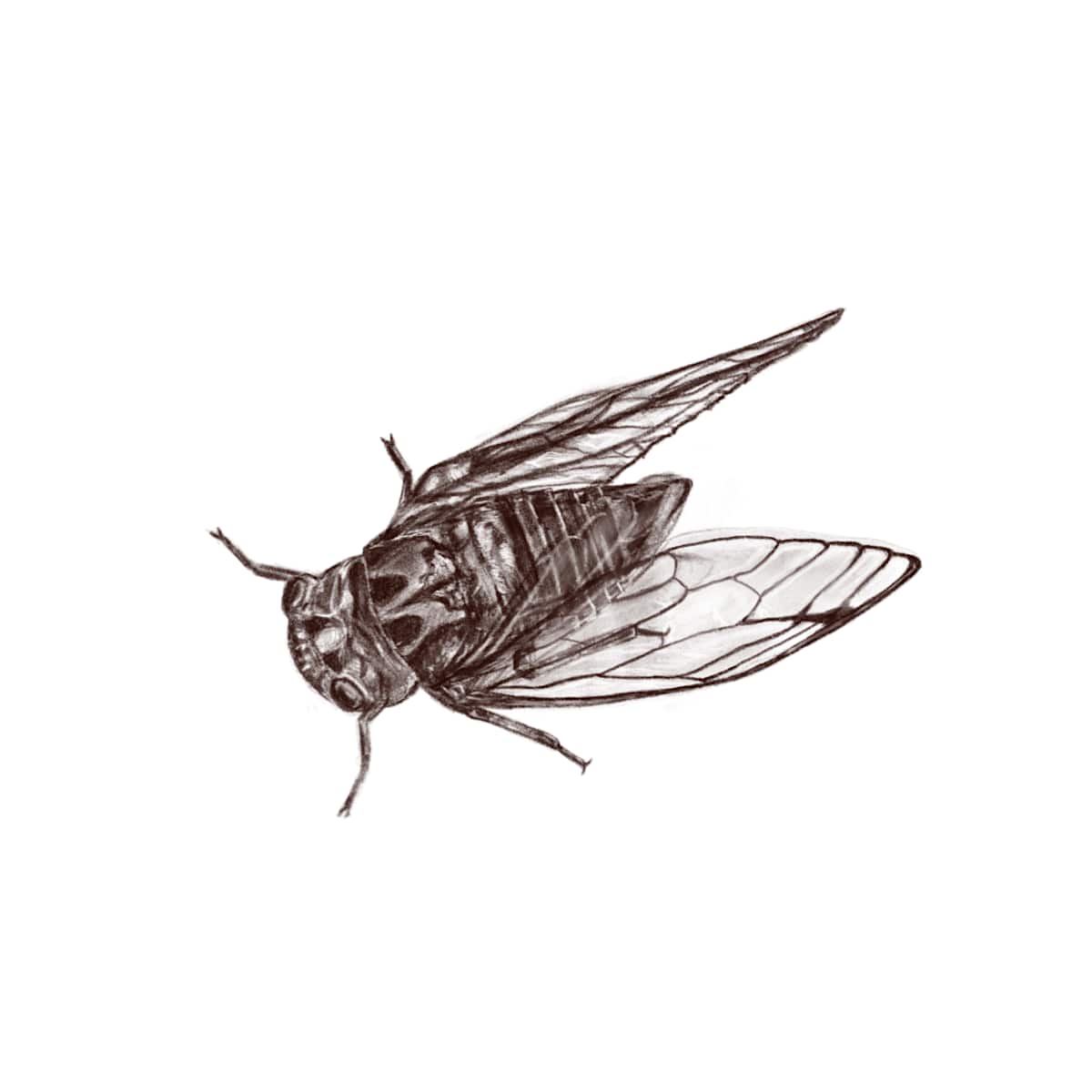 Cicada by Jessica Hutchins, Image 1.