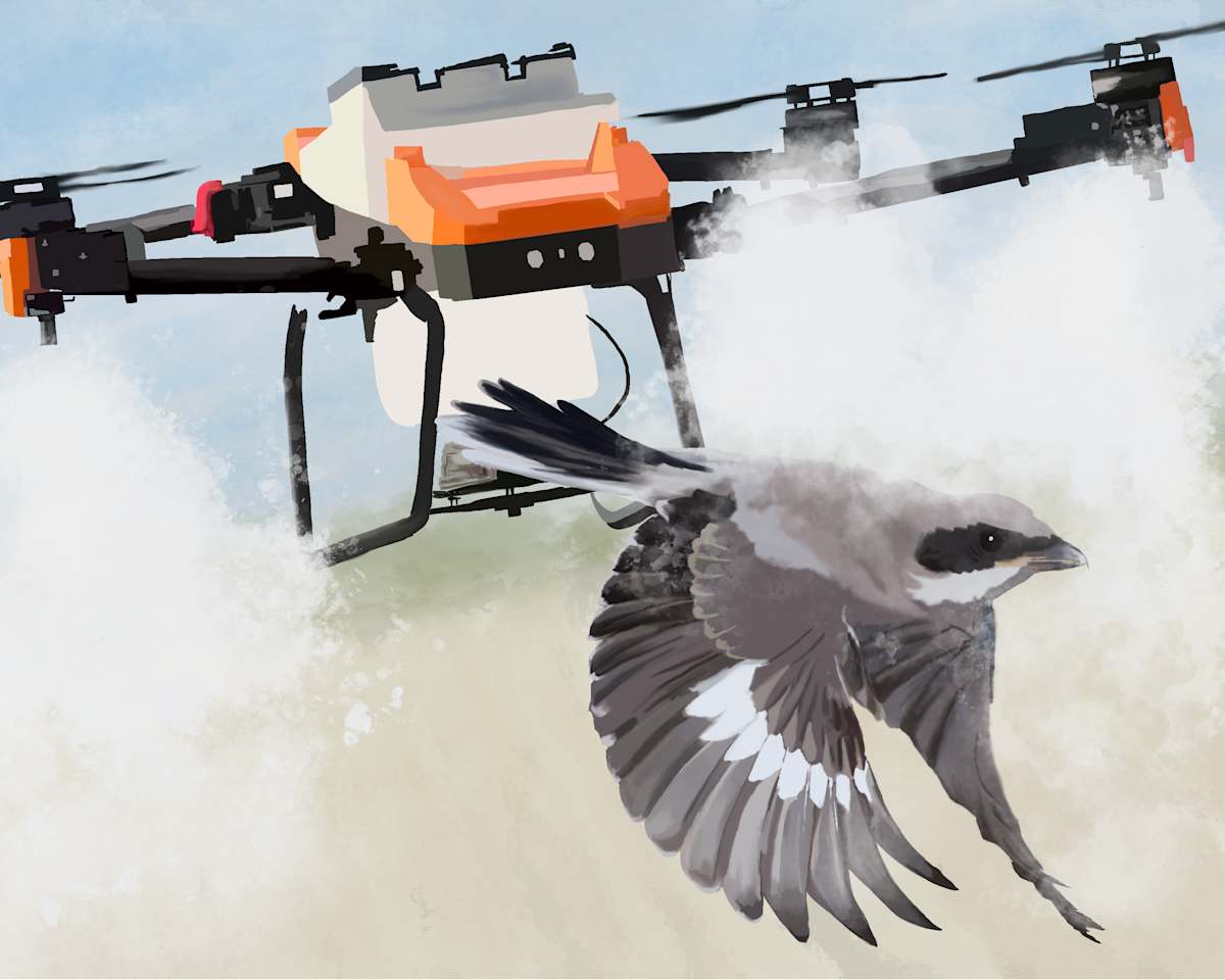 Loggerhead Shrike by Kat Haltiner 