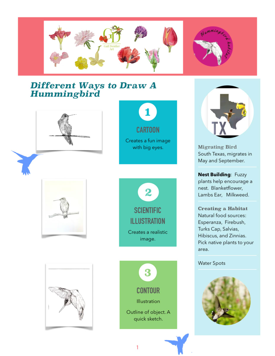 Different Ways to Draw a Hummingbird by Gail Dentler 