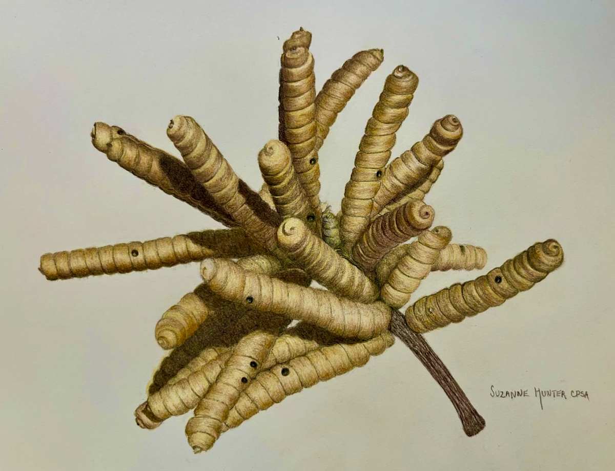 Tornillo Mesquite by Suzanne Hunter 