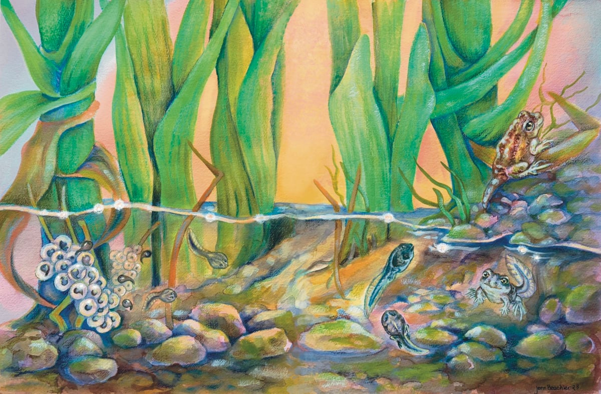 Great Basin Spadefoot Toad Development by Jenn Beachler 