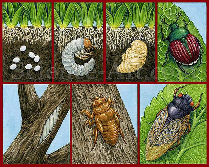 Insect Metamorphosis by Carol Schwartz 