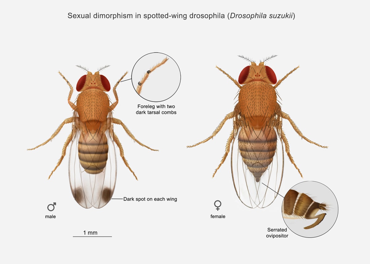 Sexual dimorphism in spotted-wing drosophila, Drosophila suzukii. by Julia Rouaux, Image 1.
