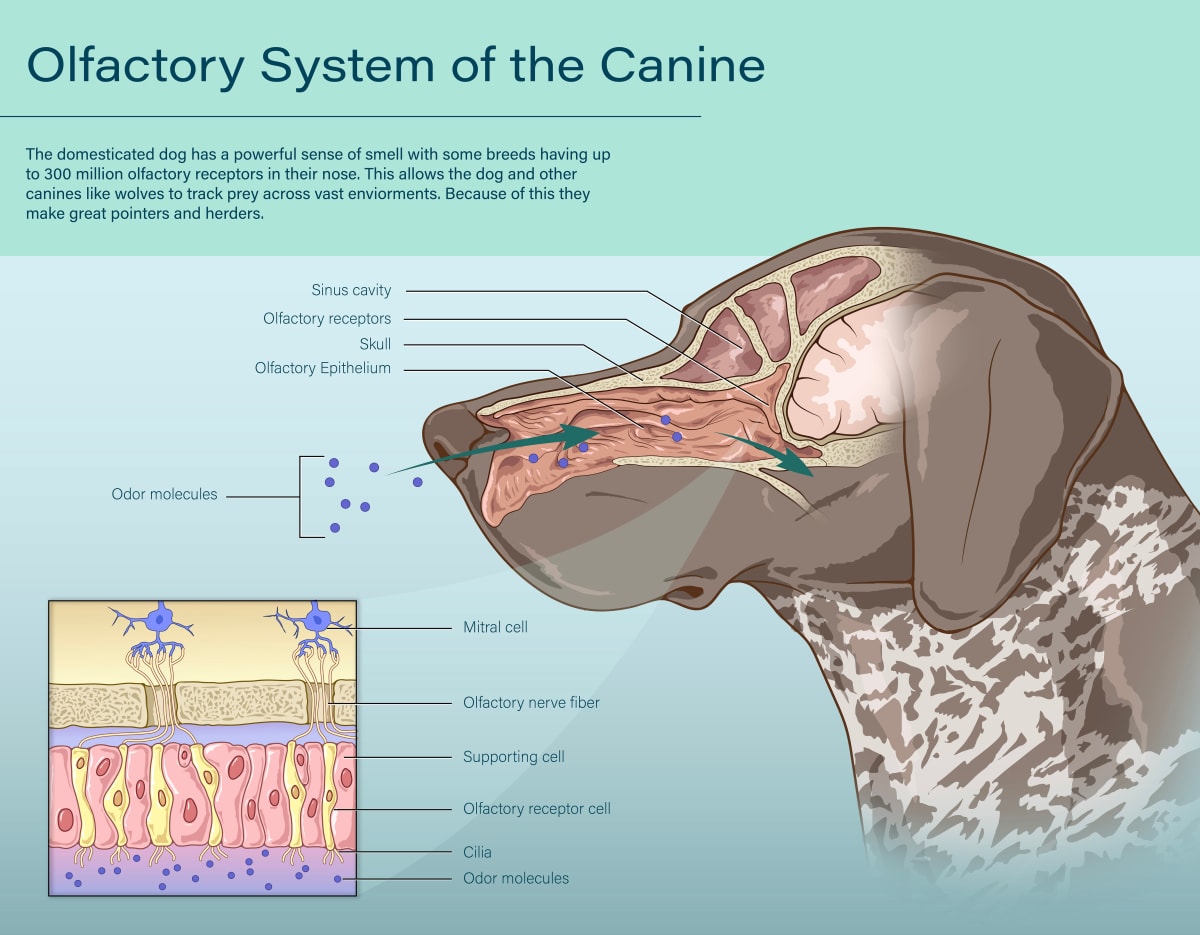 Olfactory System of the Canine by Julianne Thompson, Image 1.