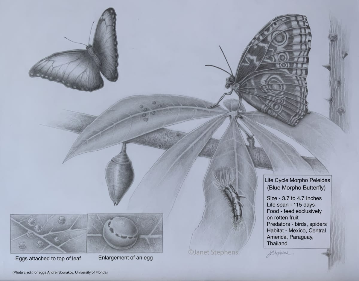 Life Cycle of Blue Morpho Butterfly by Janet Stephens 