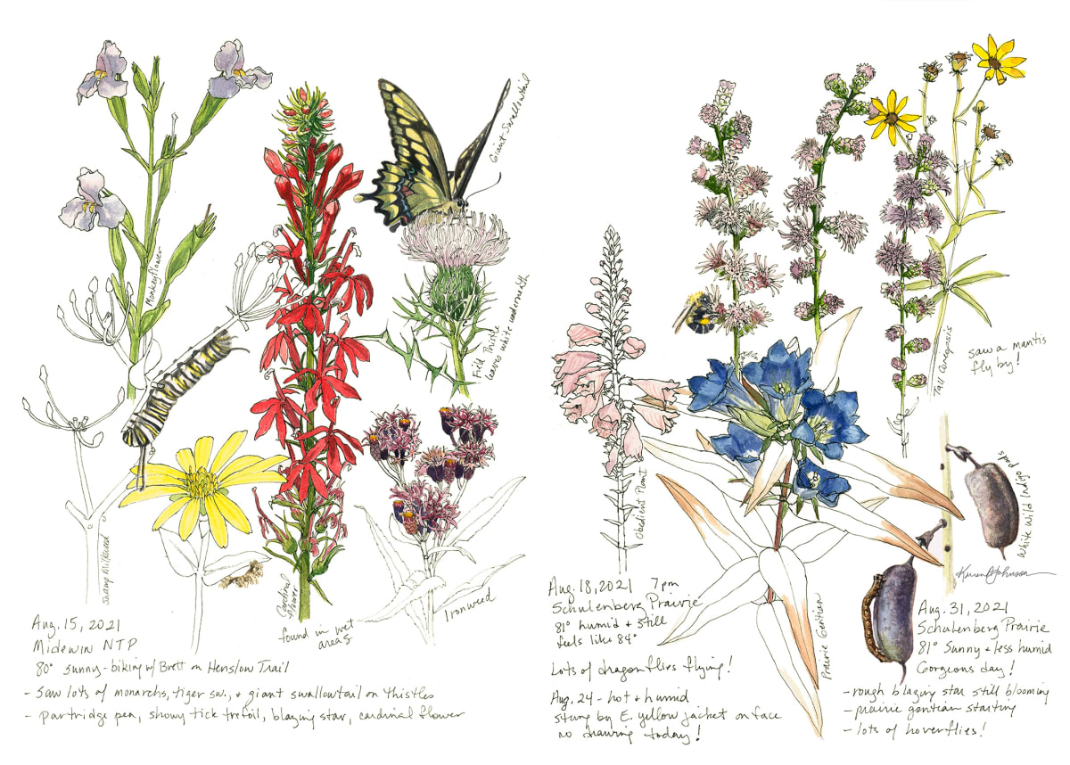 August Prairie Observations by Karen Johnson 