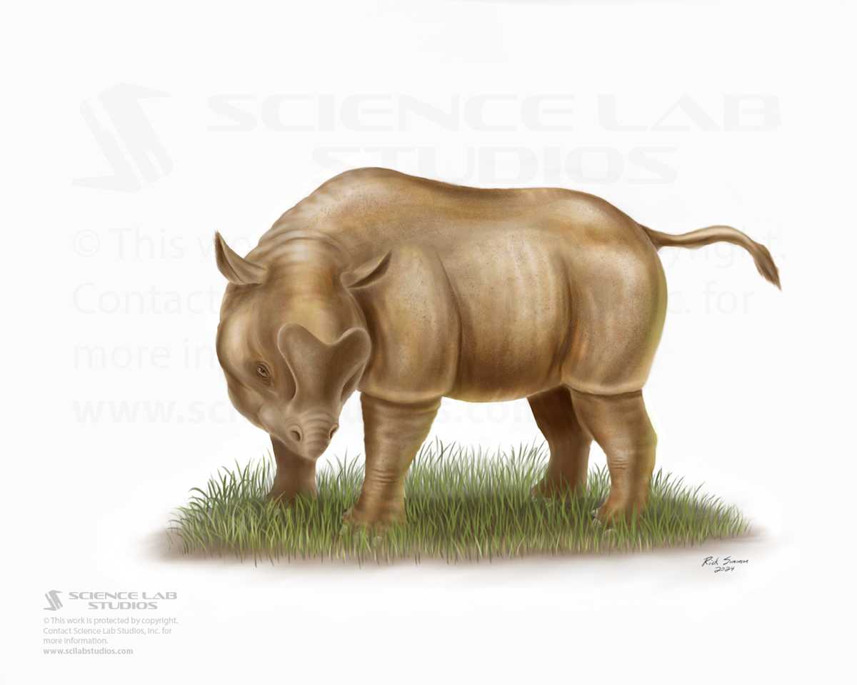 Juvenile Megacerops by Rick Simonson 