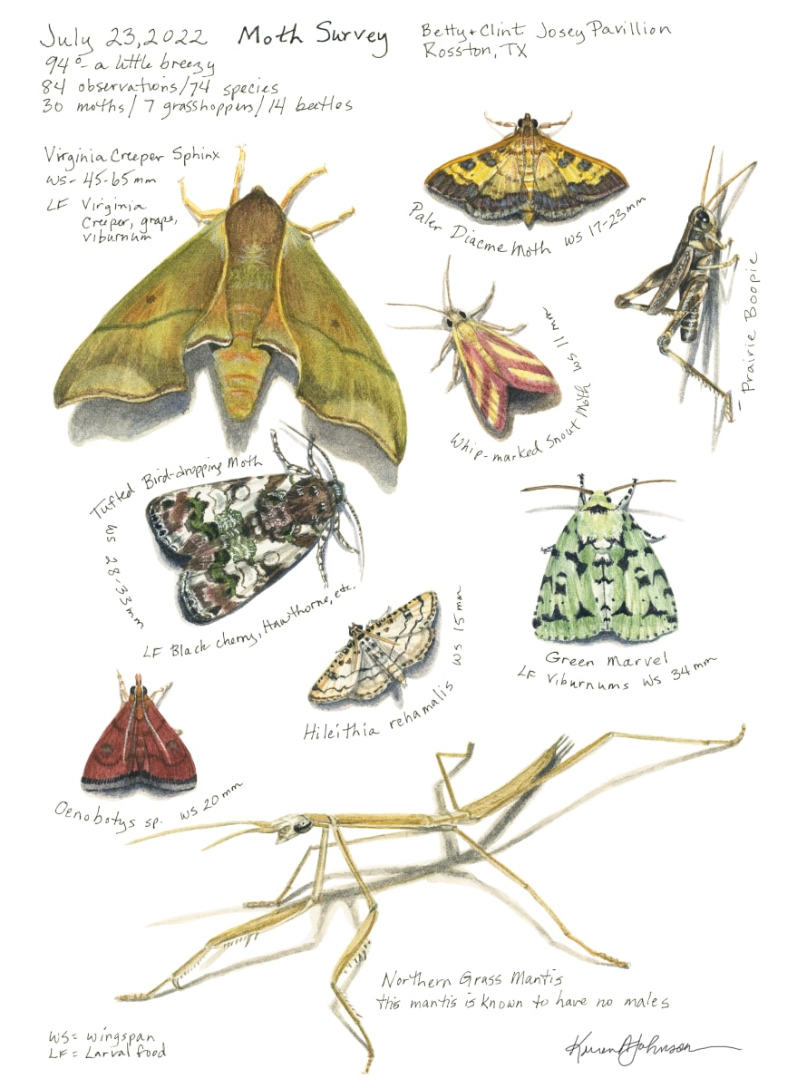 July Texas Moth Survey by Karen Johnson 