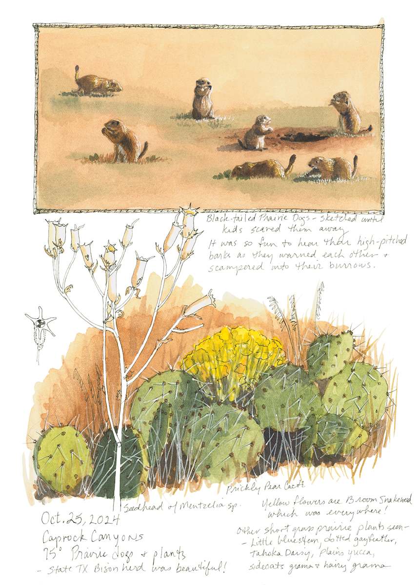 Texas Prairie Dog Observations by Karen Johnson 