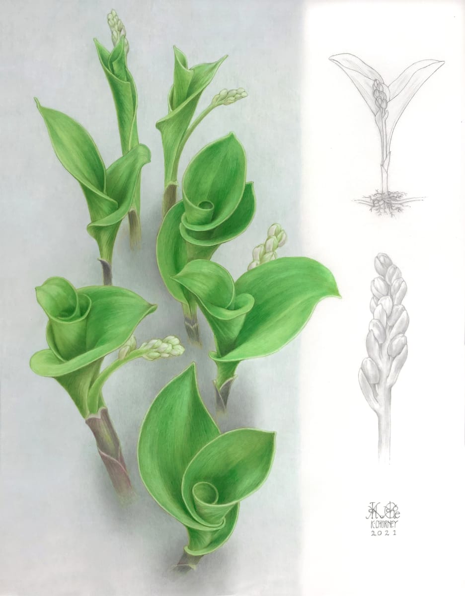Convallaria majalis - Lily of the Valley by Kathryn Chorney 