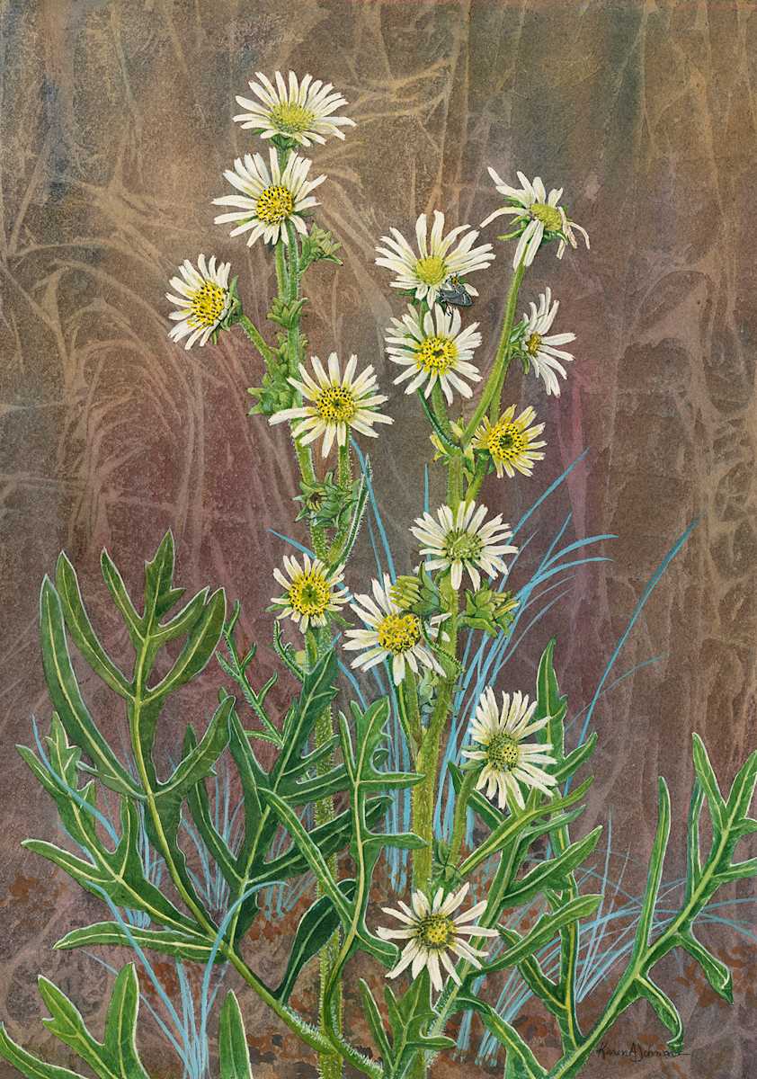 Standing Tall: White Rosinweed by Karen Johnson 