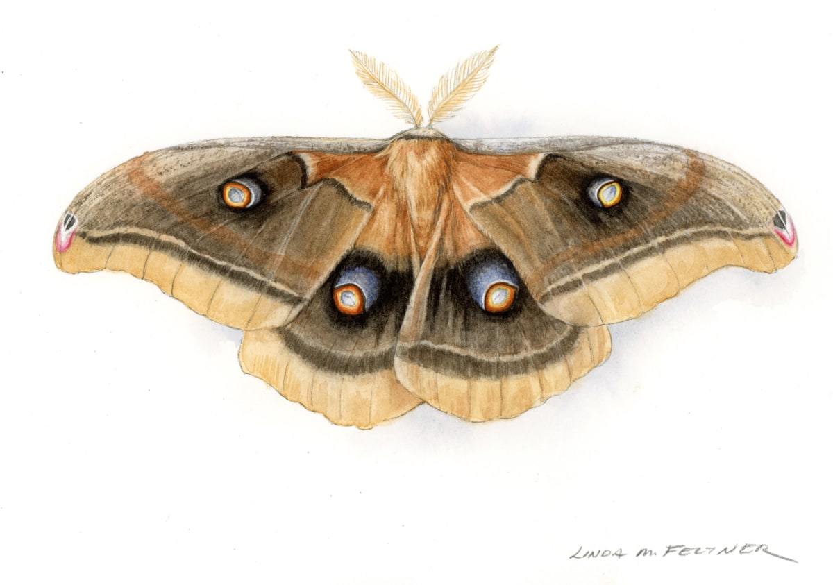 Oculea Silkmoth by Linda Feltner 