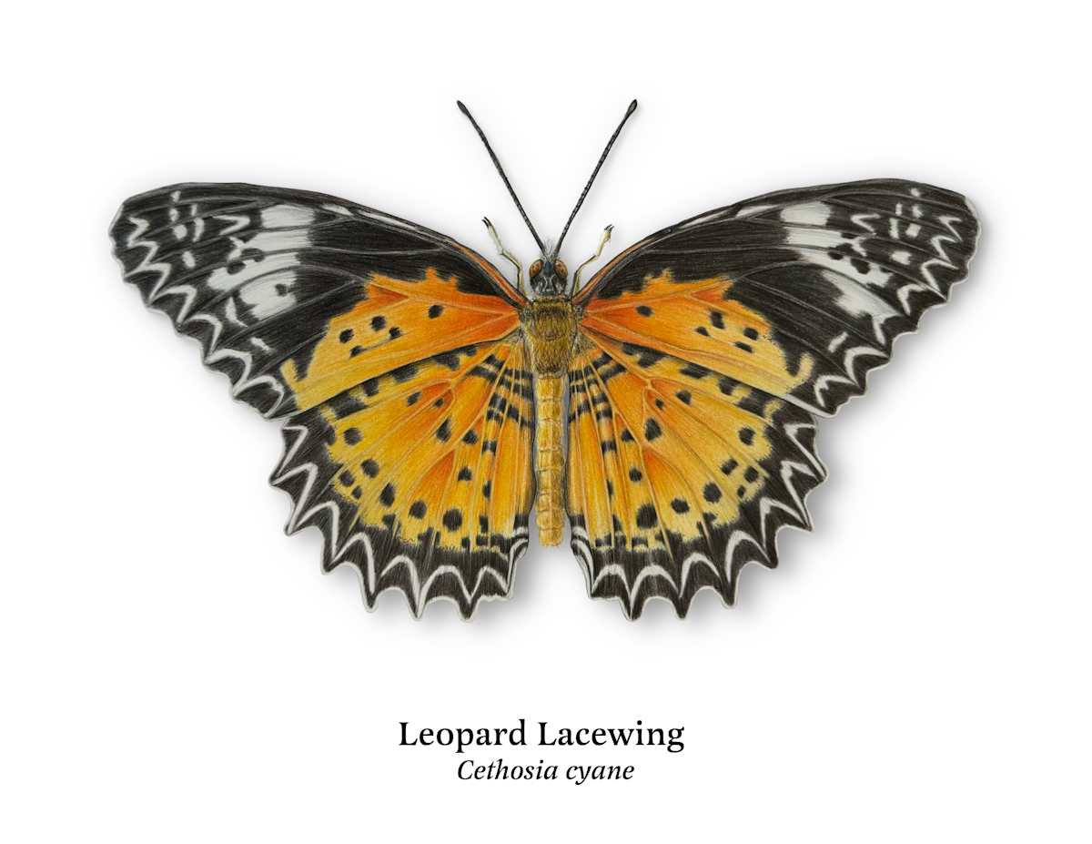 Leopard Lacewing (Cethosia cyane) dorsal view (male) by Janet Stephens, Image 1.