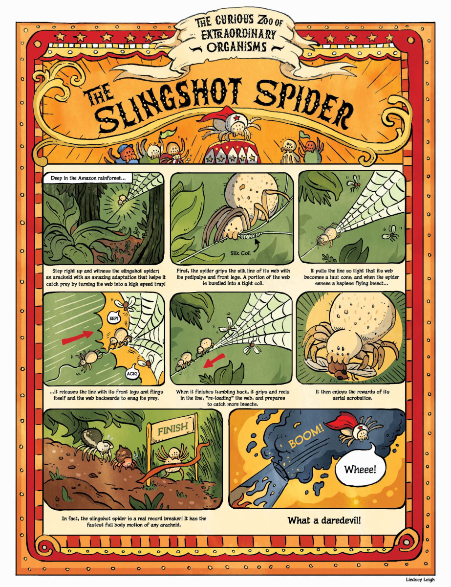 The Slingshot Spider by Lindsey Leigh 