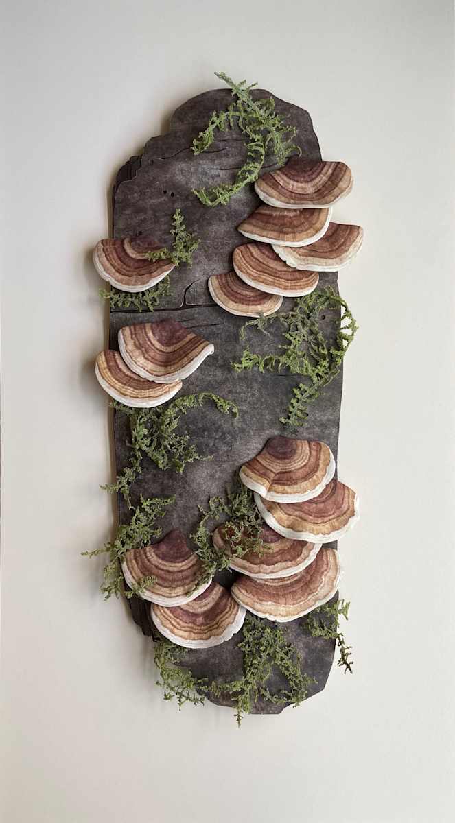 Turkey Tails on Red Alder Bark by Antoinette Luchessa, Image 1.