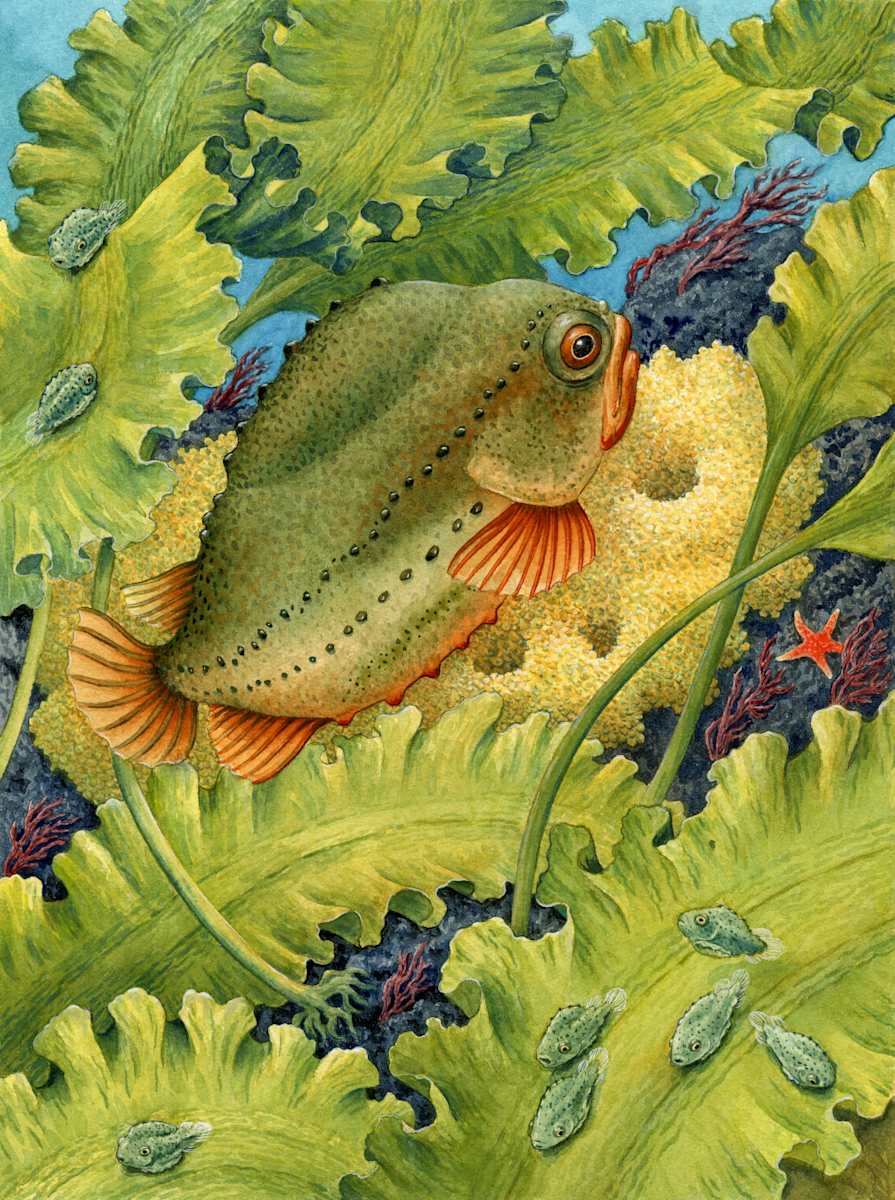 Lumpfish, Eggs, and Juveniles by Carol Schwartz 