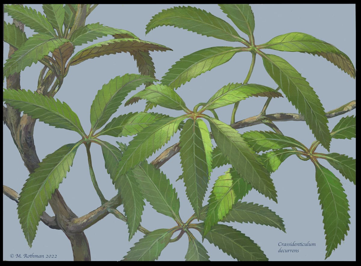 Crassidenticulum decurrent branch reconstruction by Michael Rothman 